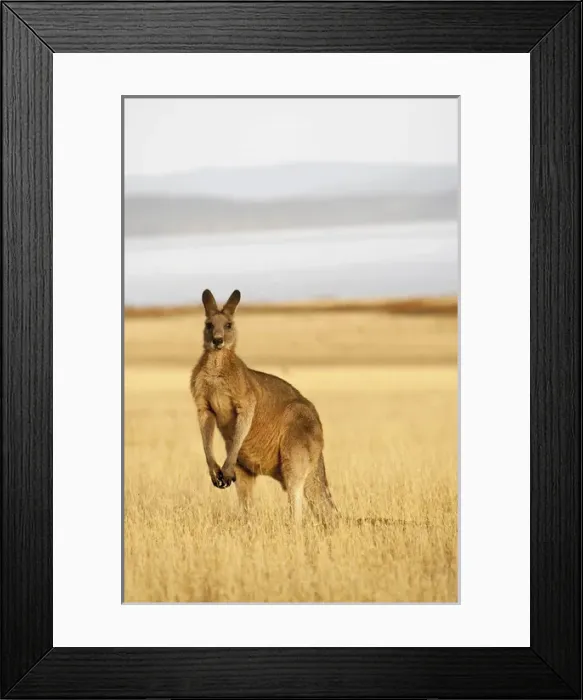 Framed Print : Eastern Grey Kangaroo or Forester Kangaroo (Macropus giganteus), portrait lateral view Framed Print : Eastern Grey Kangaroo or Forester Kangaroo (Macropus giganteus), portrait lateral view