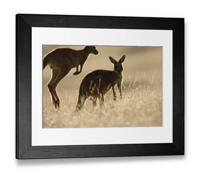 Framed Print : Eastern Grey Kangaroo or Forester Kangaroo (Macropus giganteus), backlight and silhouetted