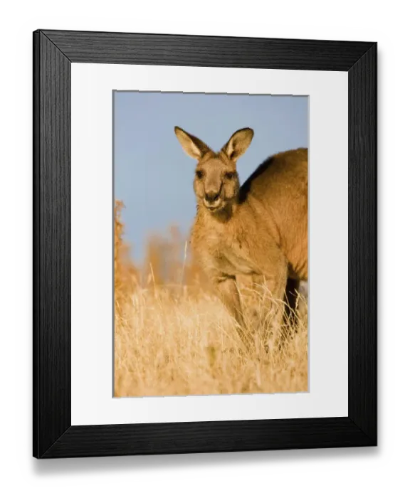 Framed Print : Eastern Grey Kangaroo or Forester Kangaroo (Macropus giganteus), portrait Framed Print : Eastern Grey Kangaroo or Forester Kangaroo (Macropus giganteus), portrait