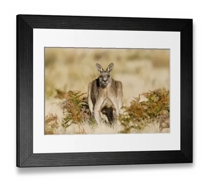 Framed Print : Eastern Grey Kangaroo or Forester Kangaroo (Macropus giganteus), portrait male frontal Framed Print : Eastern Grey Kangaroo or Forester Kangaroo (Macropus giganteus), portrait male frontal