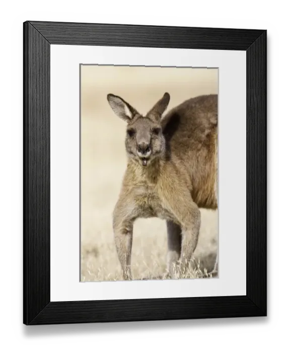 Framed Print : Eastern Grey Kangaroo or Forester Kangaroo (Macropus giganteus), portrait