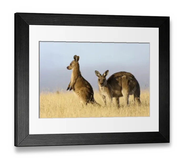 Framed Print : Eastern Grey Kangaroo or Forester Kangaroo (Macropus giganteus), Tasmania, Australia Framed Print : Eastern Grey Kangaroo or Forester Kangaroo (Macropus giganteus), Tasmania, Australia