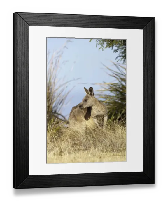 Framed Print : Eastern Grey Kangaroo or Forester Kangaroo (Macropus giganteus), grazing Framed Print : Eastern Grey Kangaroo or Forester Kangaroo (Macropus giganteus), grazing