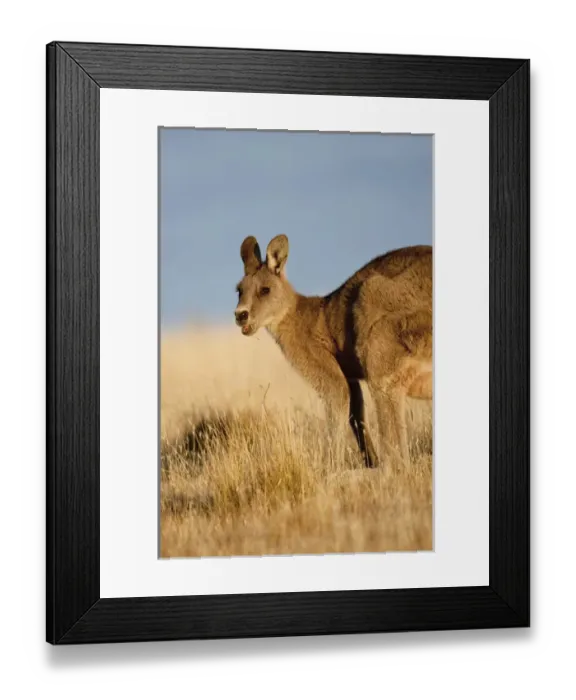 Framed Print : Eastern Grey Kangaroo or Forester Kangaroo (Macropus giganteus), portrait Framed Print : Eastern Grey Kangaroo or Forester Kangaroo (Macropus giganteus), portrait