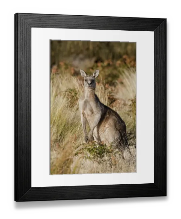 Framed Print : Eastern Grey Kangaroo or Forester Kangaroo (Macropus giganteus), portrait male lateral