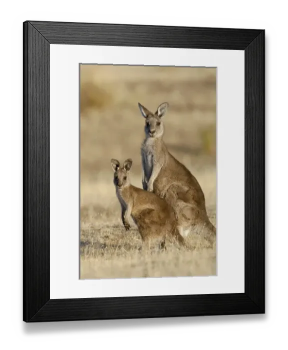 Framed Print : Eastern Grey Kangaroo or Forester Kangaroo (Macropus giganteus), female, mother with Joey Framed Print : Eastern Grey Kangaroo or Forester Kangaroo (Macropus giganteus), female, mother with Joey