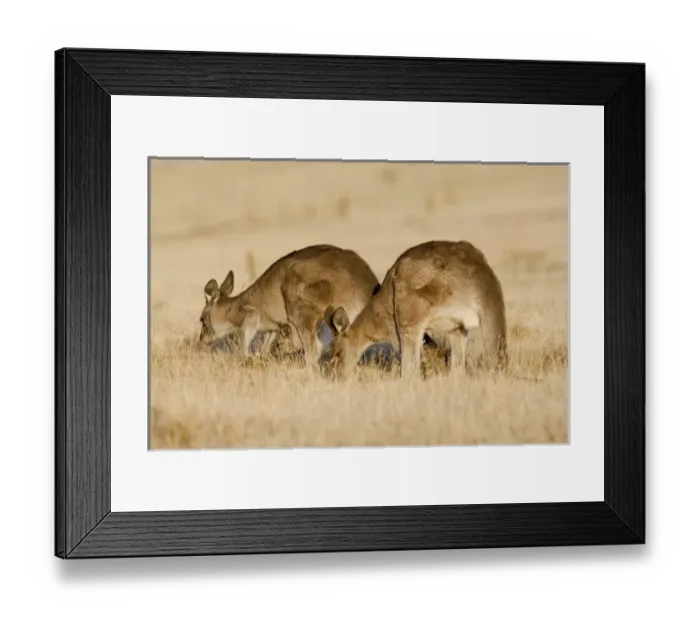 Framed Print : Eastern Grey Kangaroo or Forester Kangaroo (Macropus giganteus), Tasmania, Australia