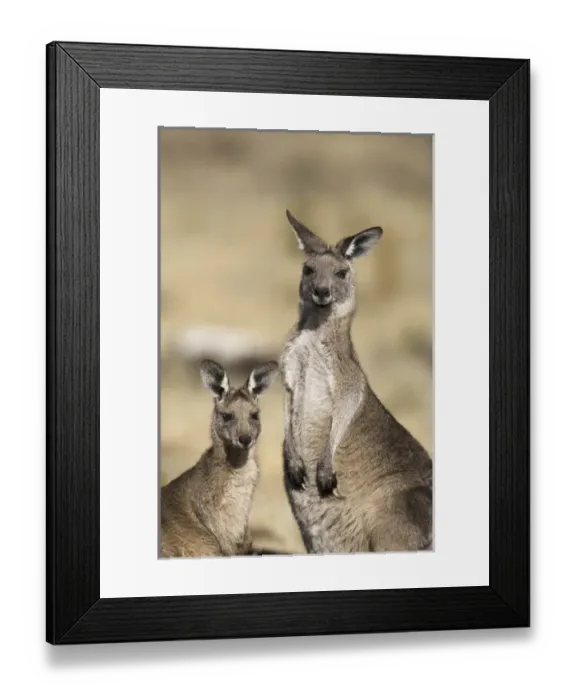 Framed Print : Eastern Grey Kangaroo or Forester Kangaroo (Macropus giganteus), Tasmania, Australia Framed Print : Eastern Grey Kangaroo or Forester Kangaroo (Macropus giganteus), Tasmania, Australia