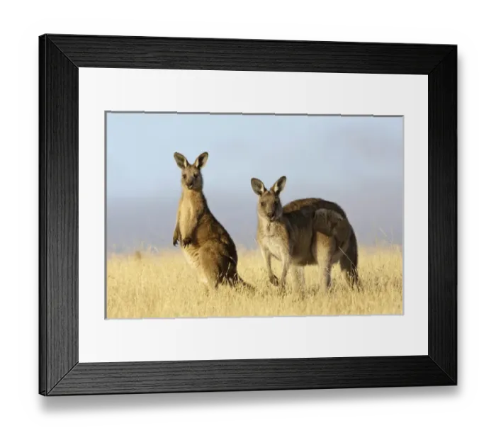 Framed Print : Eastern Grey Kangaroo or Forester Kangaroo (Macropus giganteus), Tasmania, Australia Framed Print : Eastern Grey Kangaroo or Forester Kangaroo (Macropus giganteus), Tasmania, Australia