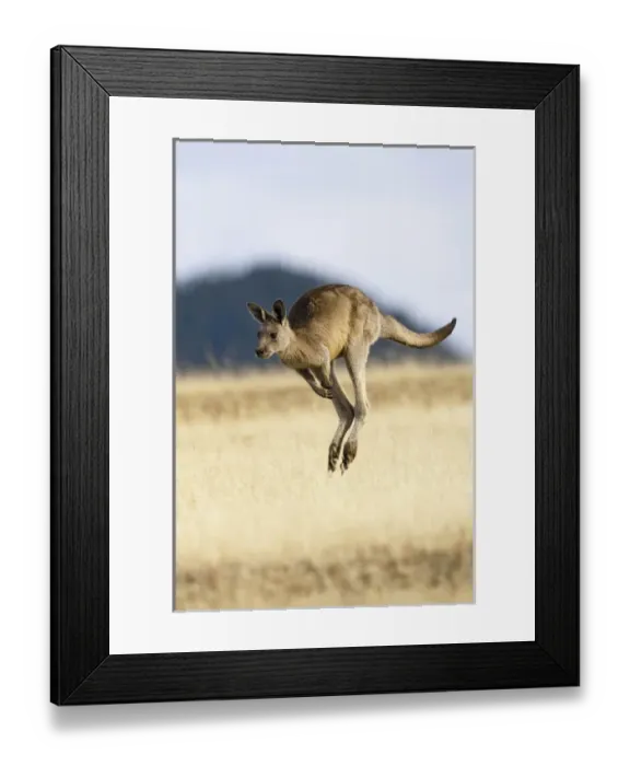 Framed Print : Eastern Grey Kangaroo or Forester Kangaroo (Macropus giganteus), Tasmania, Australia Framed Print : Eastern Grey Kangaroo or Forester Kangaroo (Macropus giganteus), Tasmania, Australia