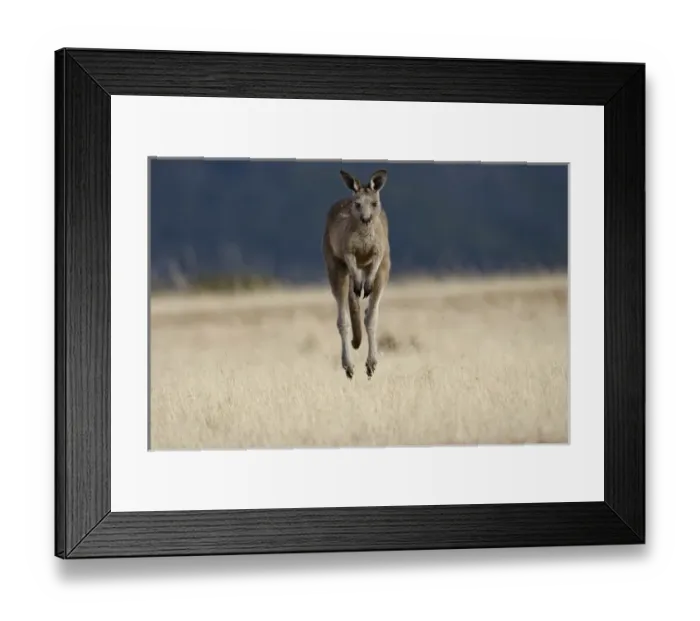 Framed Print : Eastern Grey Kangaroo or Forester Kangaroo (Macropus giganteus), Tasmania, Australia Framed Print : Eastern Grey Kangaroo or Forester Kangaroo (Macropus giganteus), Tasmania, Australia