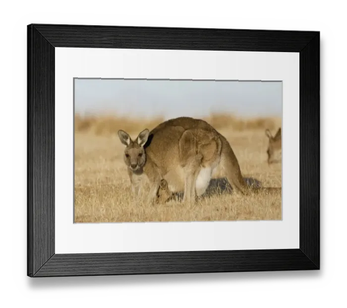 Framed Print : Eastern Grey Kangaroo or Forester Kangaroo (Macropus giganteus), Tasmania, Australia