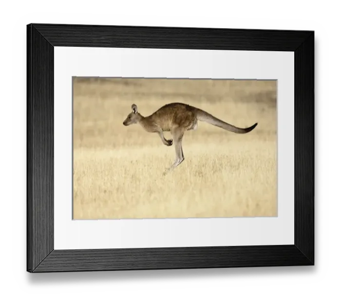 Framed Print : Eastern Grey Kangaroo or Forester Kangaroo (Macropus giganteus), Tasmania, Australia Framed Print : Eastern Grey Kangaroo or Forester Kangaroo (Macropus giganteus), Tasmania, Australia