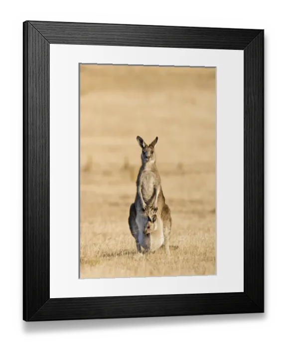 Framed Print : Eastern Grey Kangaroo or Forester Kangaroo (Macropus giganteus), Tasmania, Australia Framed Print : Eastern Grey Kangaroo or Forester Kangaroo (Macropus giganteus), Tasmania, Australia