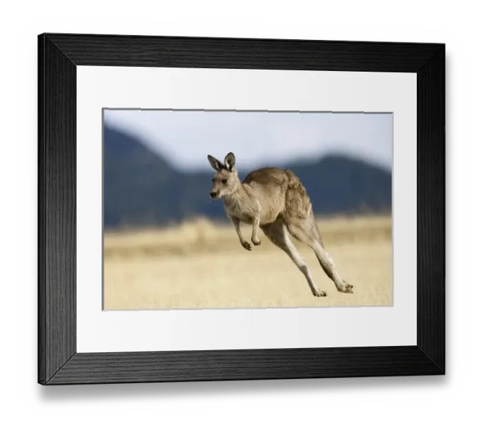 Framed Print : Eastern Grey Kangaroo or Forester Kangaroo (Macropus giganteus), Tasmania, Australia Framed Print : Eastern Grey Kangaroo or Forester Kangaroo (Macropus giganteus), Tasmania, Australia