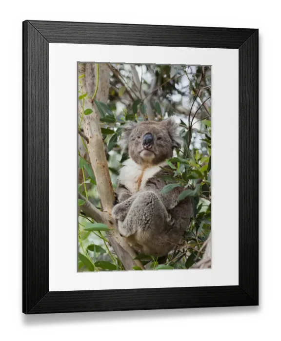 Framed Print : Koala (Phascolarctos cinereus) in tree, Australia Framed Print : Koala (Phascolarctos cinereus) in tree, Australia