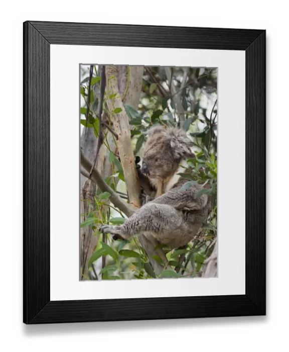 Framed Print : Koala (Phascolarctos cinereus) in tree, Australia Framed Print : Koala (Phascolarctos cinereus) in tree, Australia