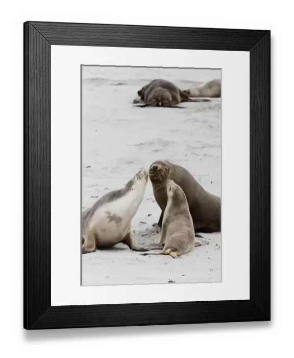 Framed Print : Australian Sea Lion (Neophoca cinerea) in the Seal Bay Conservatino Park, kangaroo Island