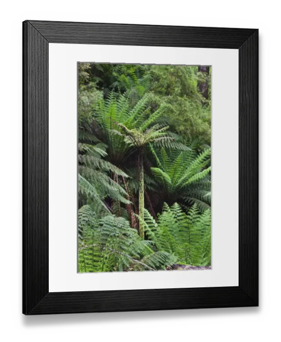 Framed Print : Tree Fern in Melba Gully, Great Otway National Park, Victoria, Australia Framed Print : Tree Fern in Melba Gully, Great Otway National Park, Victoria, Australia