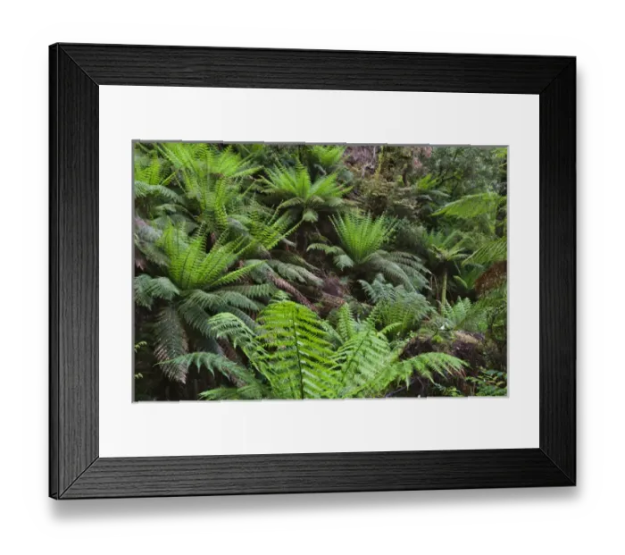 Framed Print : Tree Fern in Melba Gully, Great Otway National Park, Victoria, Australia