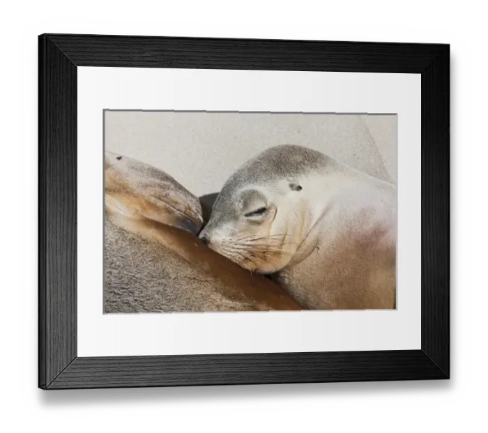 Framed Print : Australian Sea Lion (Neophoca cinerea) in the Seal Bay Conservatino Park, kangaroo Island Framed Print : Australian Sea Lion (Neophoca cinerea) in the Seal Bay Conservatino Park, kangaroo Island