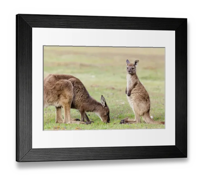 Framed Print : Western grey kangaroo (Macropus fuliginosus), on Kangaroo Island in the Flinders Framed Print : Western grey kangaroo (Macropus fuliginosus), on Kangaroo Island in the Flinders