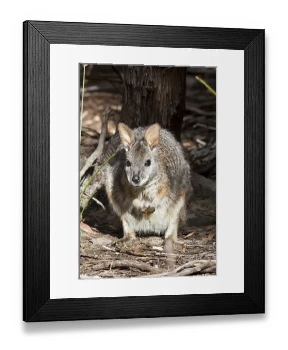 Framed Print : Tammar wallaby (Macropus eugenii) also called dama wallaby or darma wallaby Framed Print : Tammar wallaby (Macropus eugenii) also called dama wallaby or darma wallaby