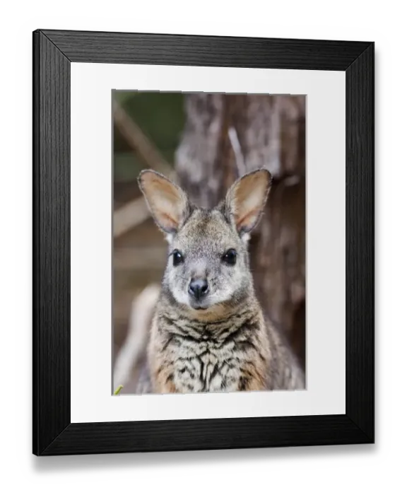 Framed Print : Tammar wallaby (Macropus eugenii) also called dama wallaby or darma wallaby Framed Print : Tammar wallaby (Macropus eugenii) also called dama wallaby or darma wallaby