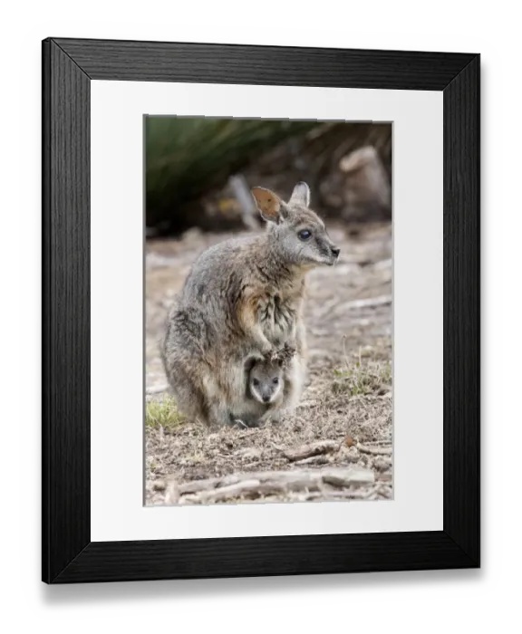 Framed Print : Tammar wallaby (Macropus eugenii) also called dama wallaby or darma wallaby Framed Print : Tammar wallaby (Macropus eugenii) also called dama wallaby or darma wallaby