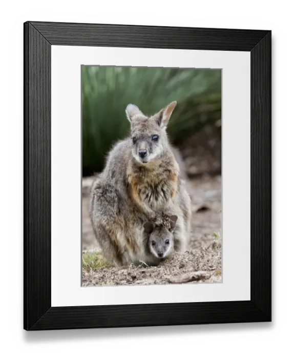 Framed Print : Tammar wallaby (Macropus eugenii) also called dama wallaby or darma wallaby Framed Print : Tammar wallaby (Macropus eugenii) also called dama wallaby or darma wallaby