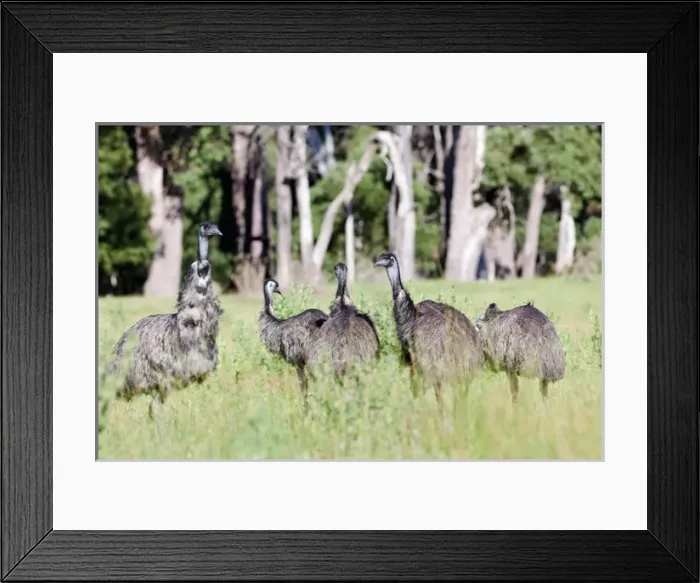 Framed Print : Emu (Dromaius novaehollandiae). The Emu is quite common in Australia and is also Framed Print : Emu (Dromaius novaehollandiae). The Emu is quite common in Australia and is also