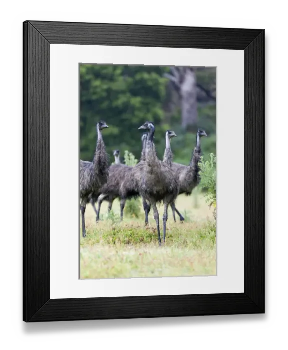 Framed Print : Emu (Dromaius novaehollandiae). The Emu is quite common in Australia and is also Framed Print : Emu (Dromaius novaehollandiae). The Emu is quite common in Australia and is also