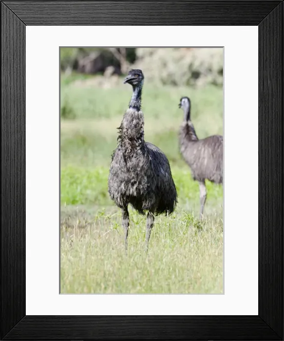 Framed Print : Emu (Dromaius novaehollandiae). The Emu is quite common in Australia and is also Framed Print : Emu (Dromaius novaehollandiae). The Emu is quite common in Australia and is also