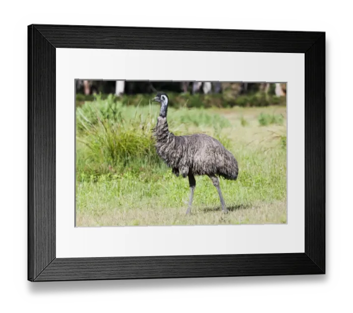 Framed Print : Emu (Dromaius novaehollandiae). The Emu is quite common in Australia and is also