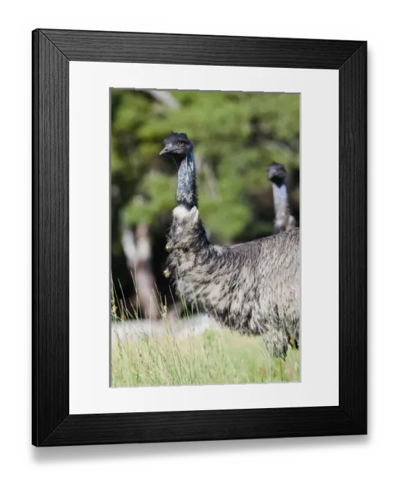 Framed Print : Emu (Dromaius novaehollandiae). The Emu is quite common in Australia and is also Framed Print : Emu (Dromaius novaehollandiae). The Emu is quite common in Australia and is also