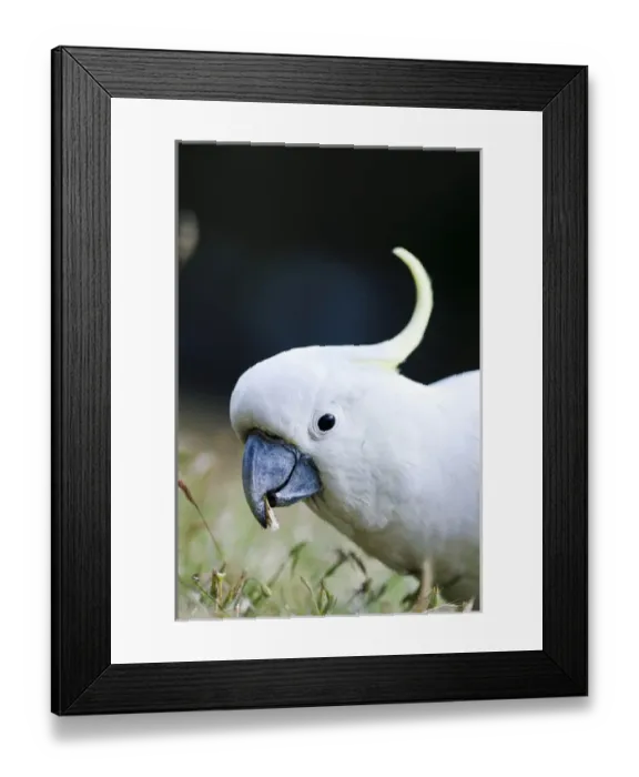 Framed Print : Sulphur-crested Cockatoo (Cacatua galerita) in the Grampians National Park, Australia