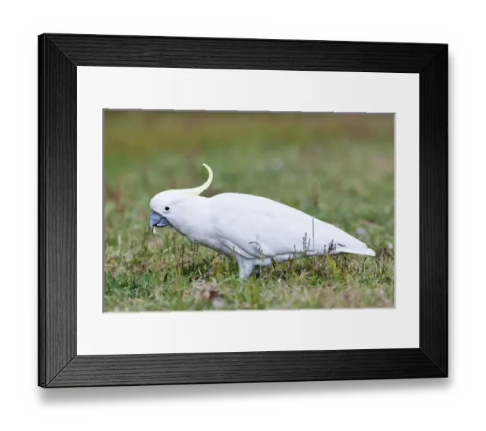 Framed Print : Sulphur-crested Cockatoo (Cacatua galerita) in the Grampians National Park, Australia Framed Print : Sulphur-crested Cockatoo (Cacatua galerita) in the Grampians National Park, Australia