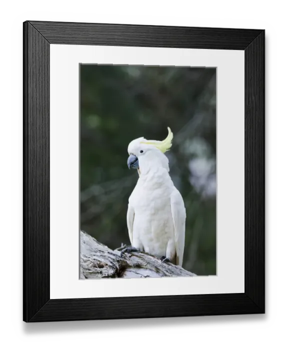 Framed Print : Sulphur-crested Cockatoo (Cacatua galerita) in the Grampians National Park, Australia, on tree