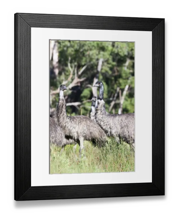Framed Print : Emu (Dromaius novaehollandiae). The Emu is quite common in Australia and is also Framed Print : Emu (Dromaius novaehollandiae). The Emu is quite common in Australia and is also