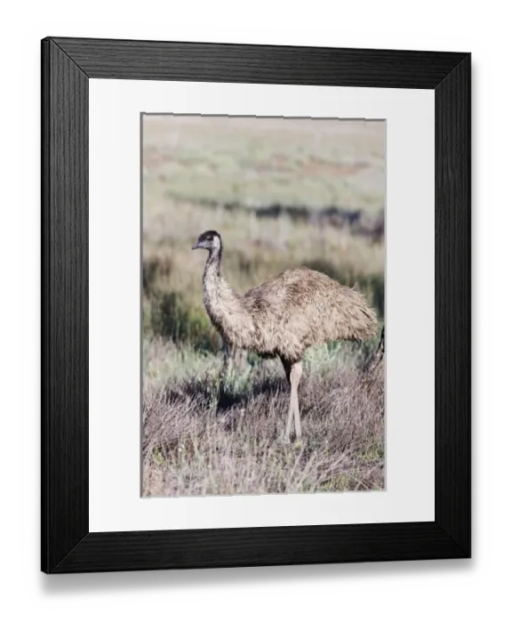 Framed Print : Emu (Dromaius novaehollandiae). The Emu is quite common in Australia and is also