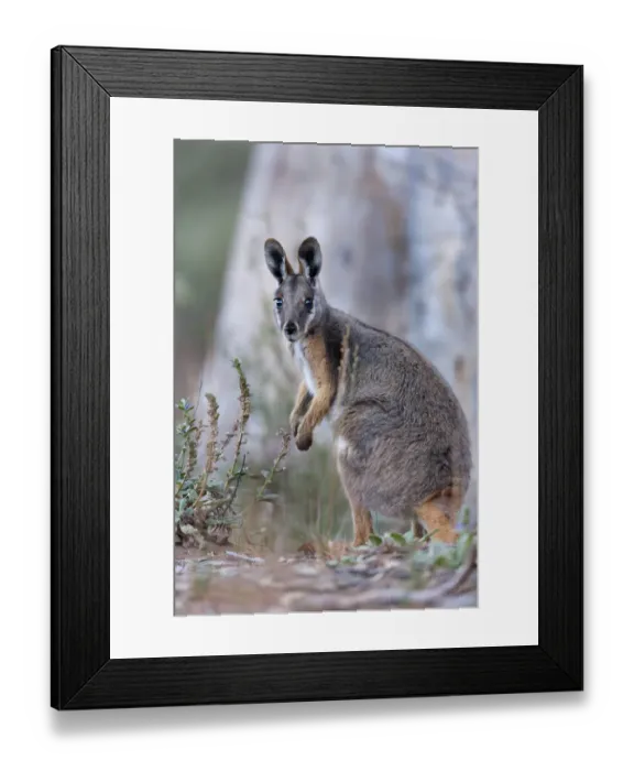 Framed Print : Yellow-footed rock-wallaby, Petrogale xanthopus, in the Flinders Ranges National Framed Print : Yellow-footed rock-wallaby, Petrogale xanthopus, in the Flinders Ranges National