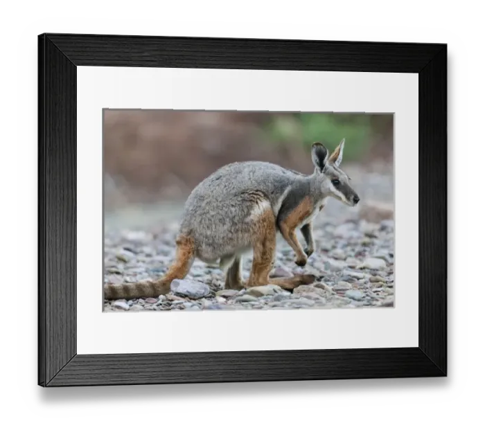 Framed Print : Yellow-footed rock-wallaby, Petrogale xanthopus, in the Flinders Ranges National Framed Print : Yellow-footed rock-wallaby, Petrogale xanthopus, in the Flinders Ranges National