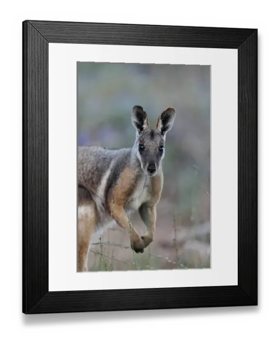 Framed Print : Yellow-footed rock-wallaby, Petrogale xanthopus, in the Flinders Ranges National