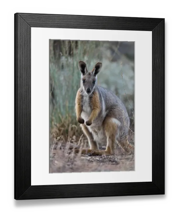 Framed Print : Yellow-footed rock-wallaby, Petrogale xanthopus, in the Flinders Ranges National Framed Print : Yellow-footed rock-wallaby, Petrogale xanthopus, in the Flinders Ranges National