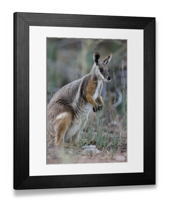Framed Print : Yellow-footed rock-wallaby, Petrogale xanthopus, in the Flinders Ranges National