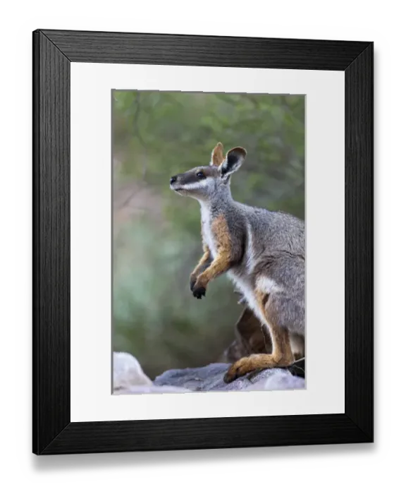 Framed Print : Yellow-footed rock-wallaby, Petrogale xanthopus, in the Flinders Ranges National
