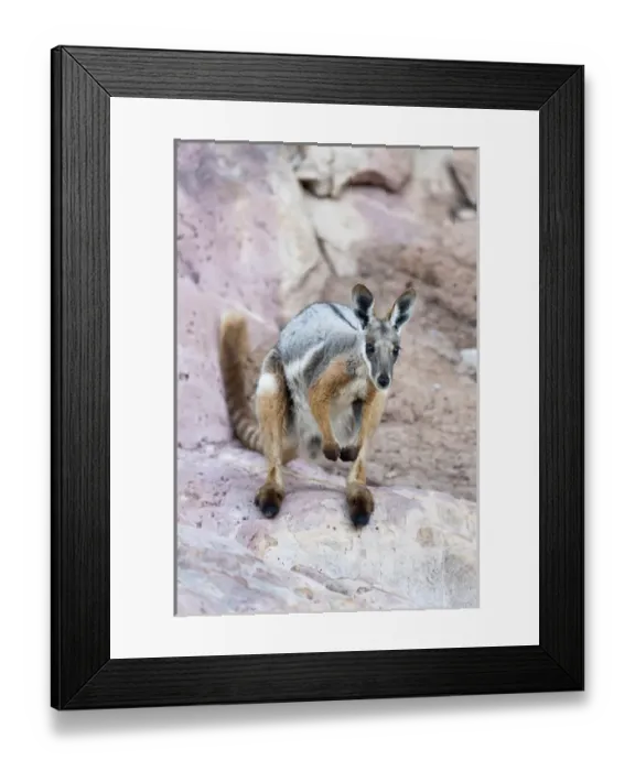 Framed Print : Yellow-footed rock-wallaby, Petrogale xanthopus, in the Flinders Ranges National Framed Print : Yellow-footed rock-wallaby, Petrogale xanthopus, in the Flinders Ranges National