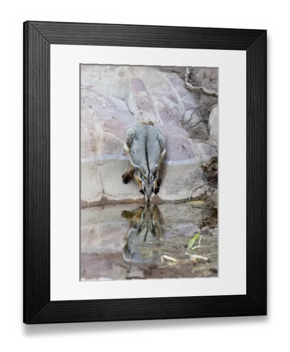 Framed Print : Yellow-footed rock-wallaby, Petrogale xanthopus, in the Flinders Ranges National Framed Print : Yellow-footed rock-wallaby, Petrogale xanthopus, in the Flinders Ranges National