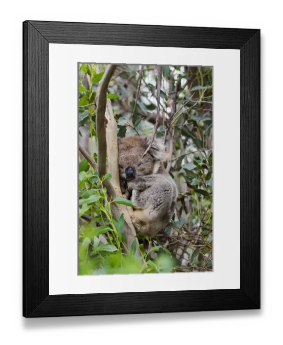 Framed Print : Koala (Phascolarctos cinereus) in tree, Australia