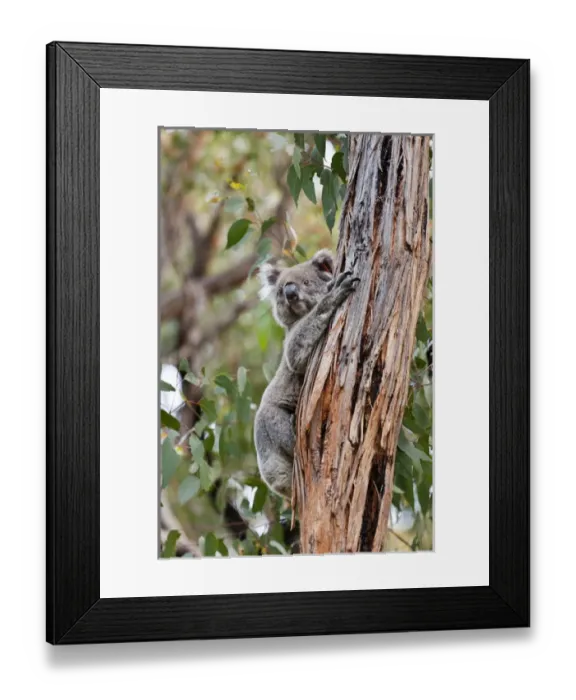 Framed Print : Koala (Phascolarctos cinereus) in tree, Australia Framed Print : Koala (Phascolarctos cinereus) in tree, Australia